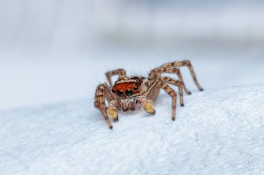 Close-up of a very cute jumping spider. clipart