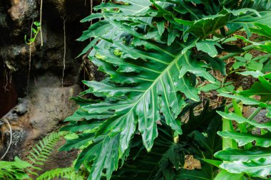 Seradaki güzel ve büyük tropikal bitki yaprakları..