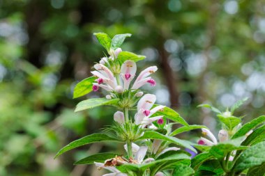 Leonurus Macranthus ormanda sessizce çiçek açıyor..