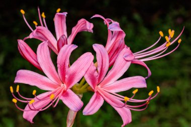 Pink licorice flowers blooming in the autumn garden. clipart