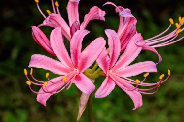 Pink licorice flowers blooming in the autumn garden. clipart