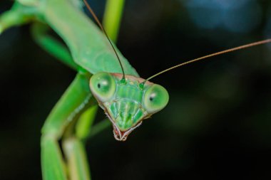 Peygamber devesinin yüzüne büyük bir tırpanla yakın çekim..