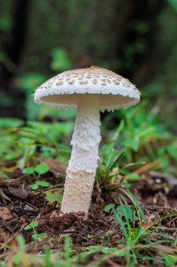 Amanita Volvata sonbahar ormanlarında yetişiyor..