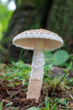 Amanita volvata growing in an autumn forest. clipart