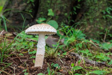 Amanita Volvata sonbahar ormanlarında yetişiyor..