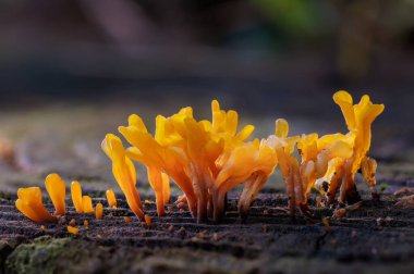 Ormandaki bir kütüğün üzerinde büyüyen jöleli mantarın yakın çekimi..