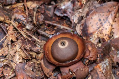 Collared earthstar growing wild in autumn broadleaf forests. clipart