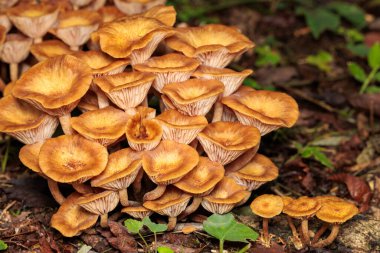 Desarmillaria sonbaharda geniş yapraklı bir ormanda vahşi bir şekilde büyüyor..