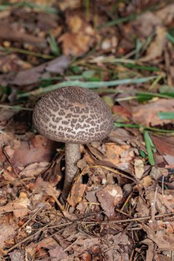 Genç yılan mantarı ormanın derinliklerinde ortaya çıkar..