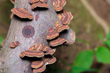 Kırmızımsı kahverengi hindi kuyruğu mantarının yakın çekimi sonbaharda geniş yapraklı bir ormanda vahşi bir şekilde büyüyor..