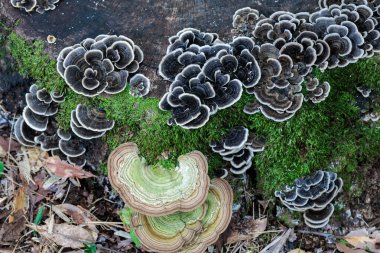 Beyaz kenarlı hindi kuyruğu mantarının yakın çekimi sonbahar ormanlarında vahşi bir şekilde büyüyor..