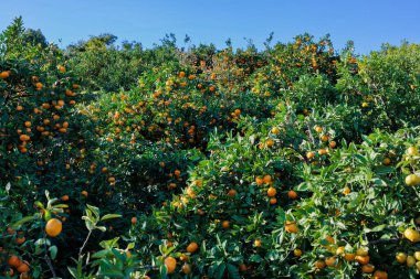 Mandalina bahçesindeki lezzetli portakallar mavi gökyüzüne karşı.