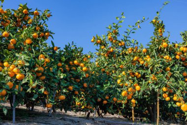 Mandalina bahçesindeki lezzetli portakallar mavi gökyüzüne karşı.