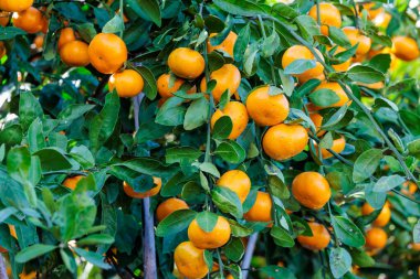 Mandarin portakal bahçesinden lezzetli portakallar.