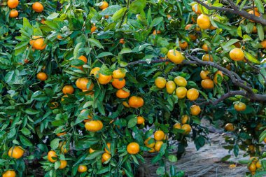 Mandarin portakal bahçesinden lezzetli portakallar.