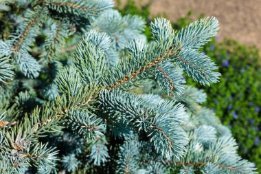 Picea Pungens 'ın güzel açık mavi yaprakları.
