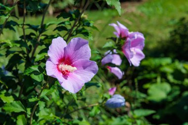 Sharon 'ın gülü bir yaz bahçesinde düzgünce çiçek açıyor..