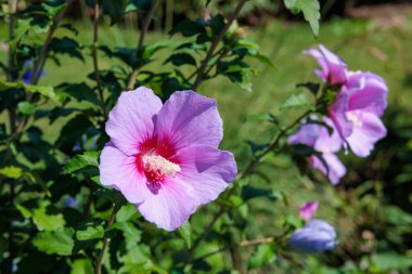 Sharon 'ın gülü bir yaz bahçesinde düzgünce çiçek açıyor..
