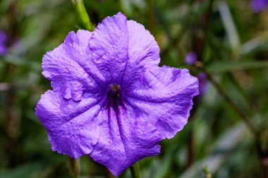 Ruellia sade 'Mor Duşlar' sonbahar bahçesinde güzel çiçekler açar..