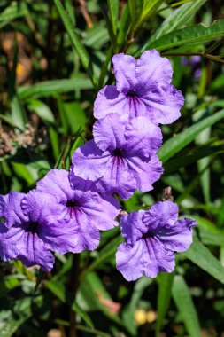 Ruellia sade 'Mor Duşlar' sonbahar bahçesinde güzel çiçekler açar..