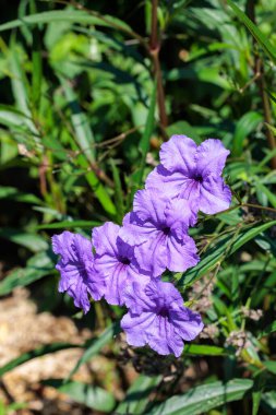 Ruellia sade 'Mor Duşlar' sonbahar bahçesinde güzel çiçekler açar..