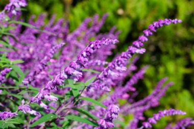 Sonbaharda bir bahçede açan Salvia Lukantha çiçeklerine yakın..