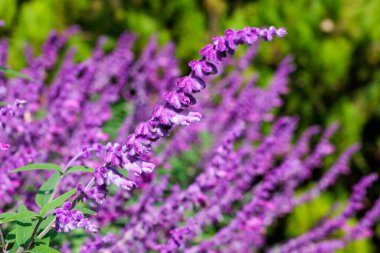 Sonbaharda bir bahçede açan Salvia Lukantha çiçeklerine yakın..