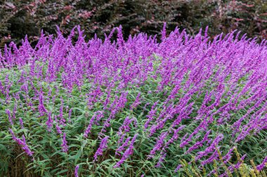 Salvia leucantha flowers in the garden blooming in autumn. clipart