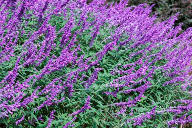 Salvia leucantha çiçekleri sonbaharda açan bahçede..