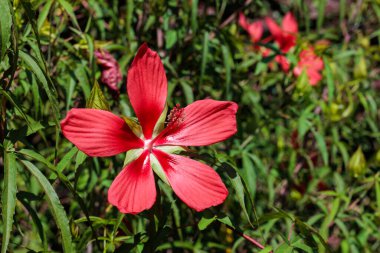 Beautiful red crimson scarlet rosemallow flowers blossoms in the garden. clipart