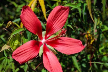 Beautiful red crimson scarlet rosemallow flowers blossoms in the garden. clipart