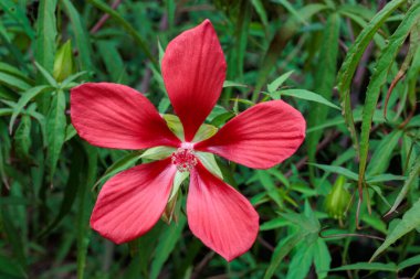 Beautiful red crimson scarlet rosemallow flowers blossoms in the garden. clipart