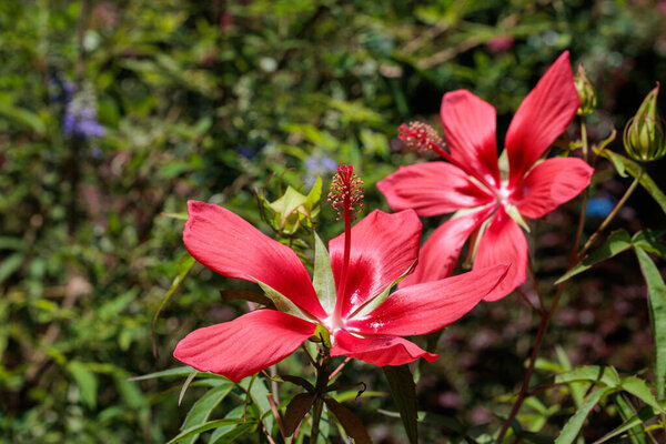 Beautiful red crimson scarlet rosemallow flowers blossoms in the garden.