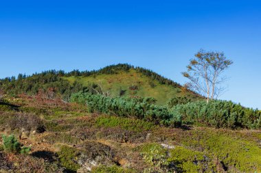 Kusatsu-Shirane Dağı 'nın güney eteklerindeki orman manzarası..