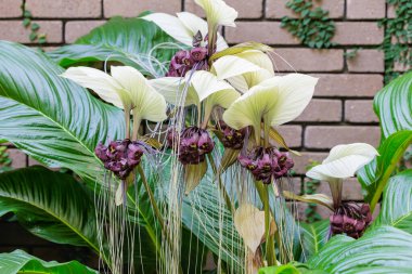 Tacca integrifolia flower blooming in a greenhouse. clipart