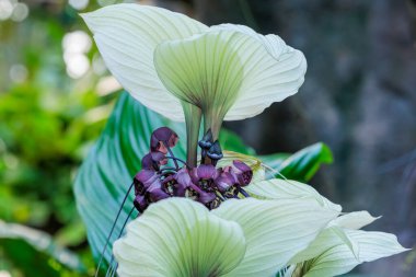 Tacca integrifolia flower blooming in a greenhouse. clipart