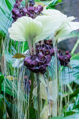 Tacca integrifolia flower blooming in a greenhouse. clipart