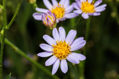 Sonbahar bahçesinde açan güzel tatarya tarçın çiçekleri..