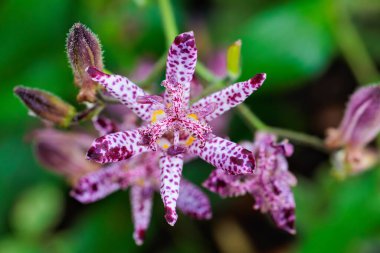 Sonbahar bahçesinde çiçek açan güzel kurbağa çiçeklerinin yakın çekimi..