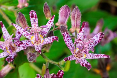 Sonbahar bahçesinde çiçek açan güzel kurbağa çiçeklerinin yakın çekimi..