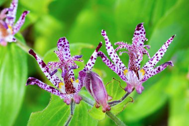 Sonbahar bahçesinde çiçek açan güzel kurbağa çiçeklerinin yakın çekimi..
