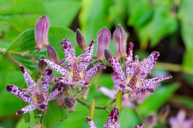 Güz bahçesinde çiçek açan güzel kurbağa zambakları..