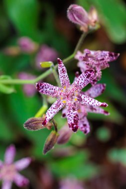 Güz bahçesinde çiçek açan güzel kurbağa zambakları..