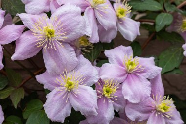 Güzel ve güzel kokulu Clematis Mayline çiçekleri bahçede..