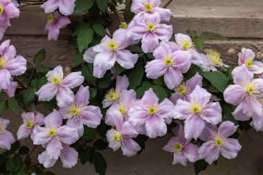 Güzel ve güzel kokulu Clematis Mayline çiçekleri bahçede..