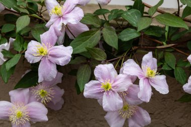 Güzel ve güzel kokulu Clematis Mayline çiçekleri bahçede..