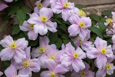 Güzel ve güzel kokulu Clematis Mayline çiçekleri bahçede..