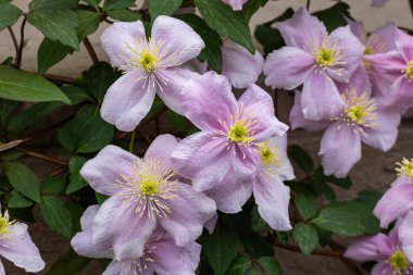 Güzel ve güzel kokulu Clematis Mayline çiçekleri bahçede..