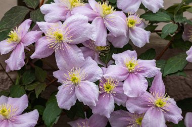 Güzel ve güzel kokulu Clematis Mayline çiçekleri bahçede..