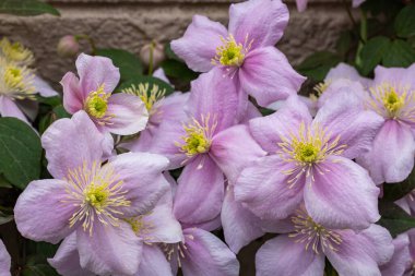 Güzel ve güzel kokulu Clematis Mayline çiçekleri bahçede..